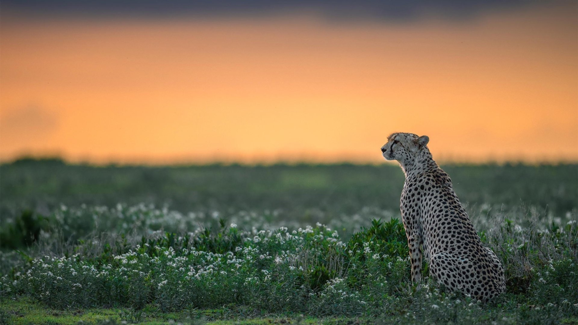 开云全站-“德甲夺冠形势近乎白热化，夺冠悬念待揭晓”，德甲球队夺冠次数排名