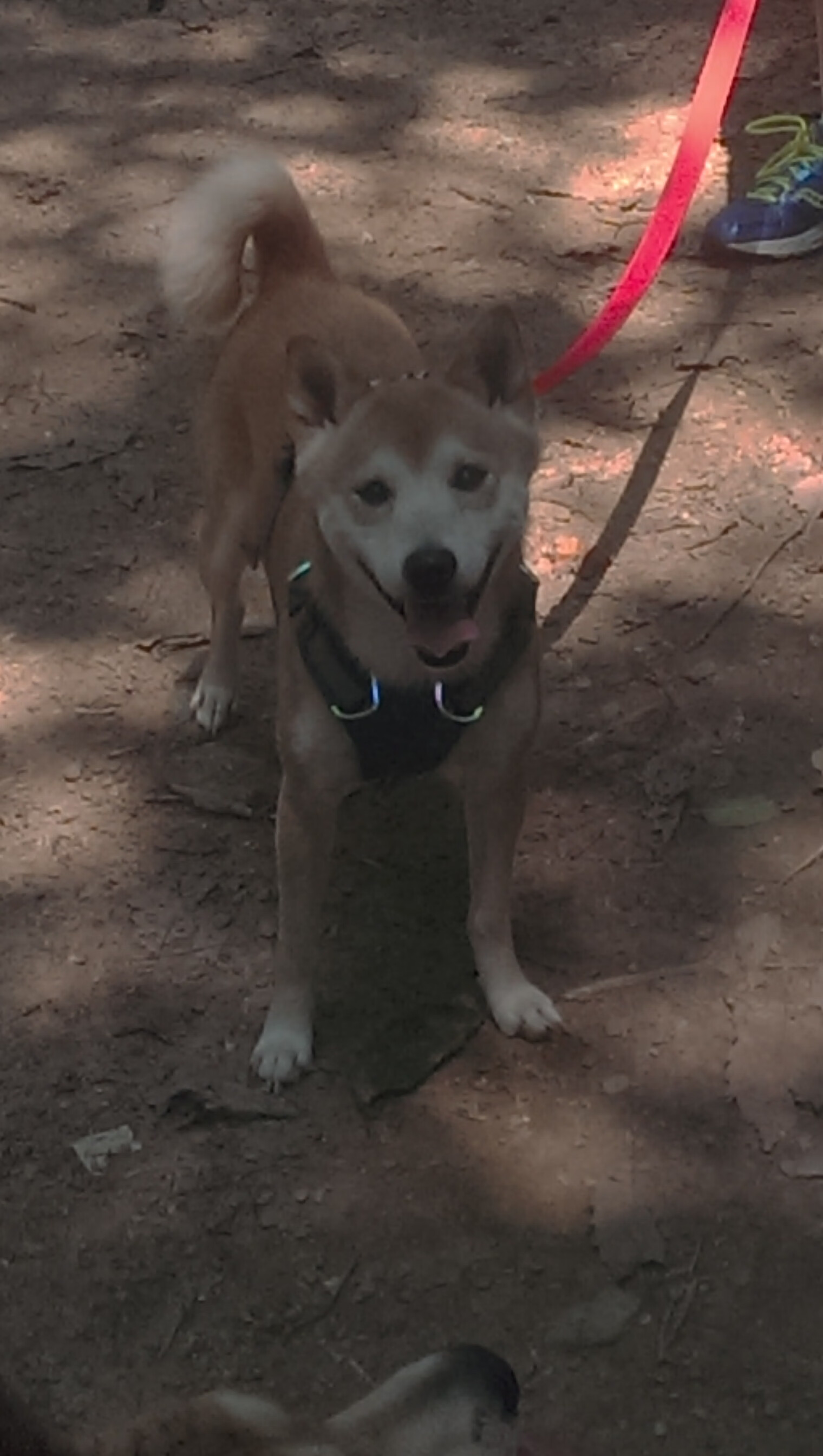 开云体育视频直播-“足球文化节开幕，展现中国足球多元魅力”，足球文化节绘画