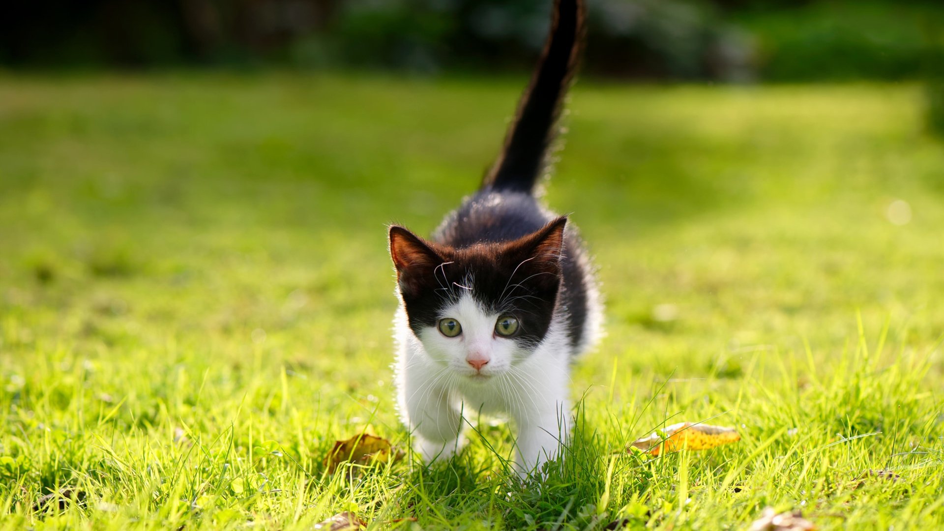 开云官方网页登录-《Xiaohu：领军者的荣耀征途》，领军者彩蛋