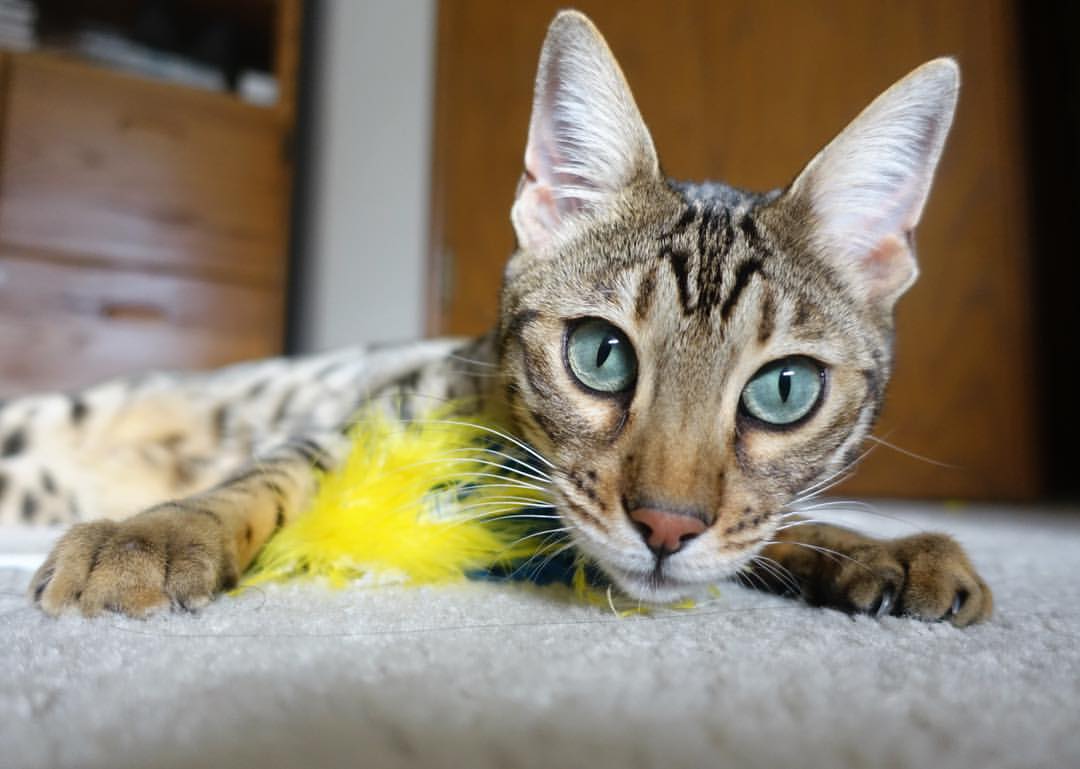 开云官网登录-【训练技巧】从丁俊晖到青训营：青少年攻防实战训练全揭秘