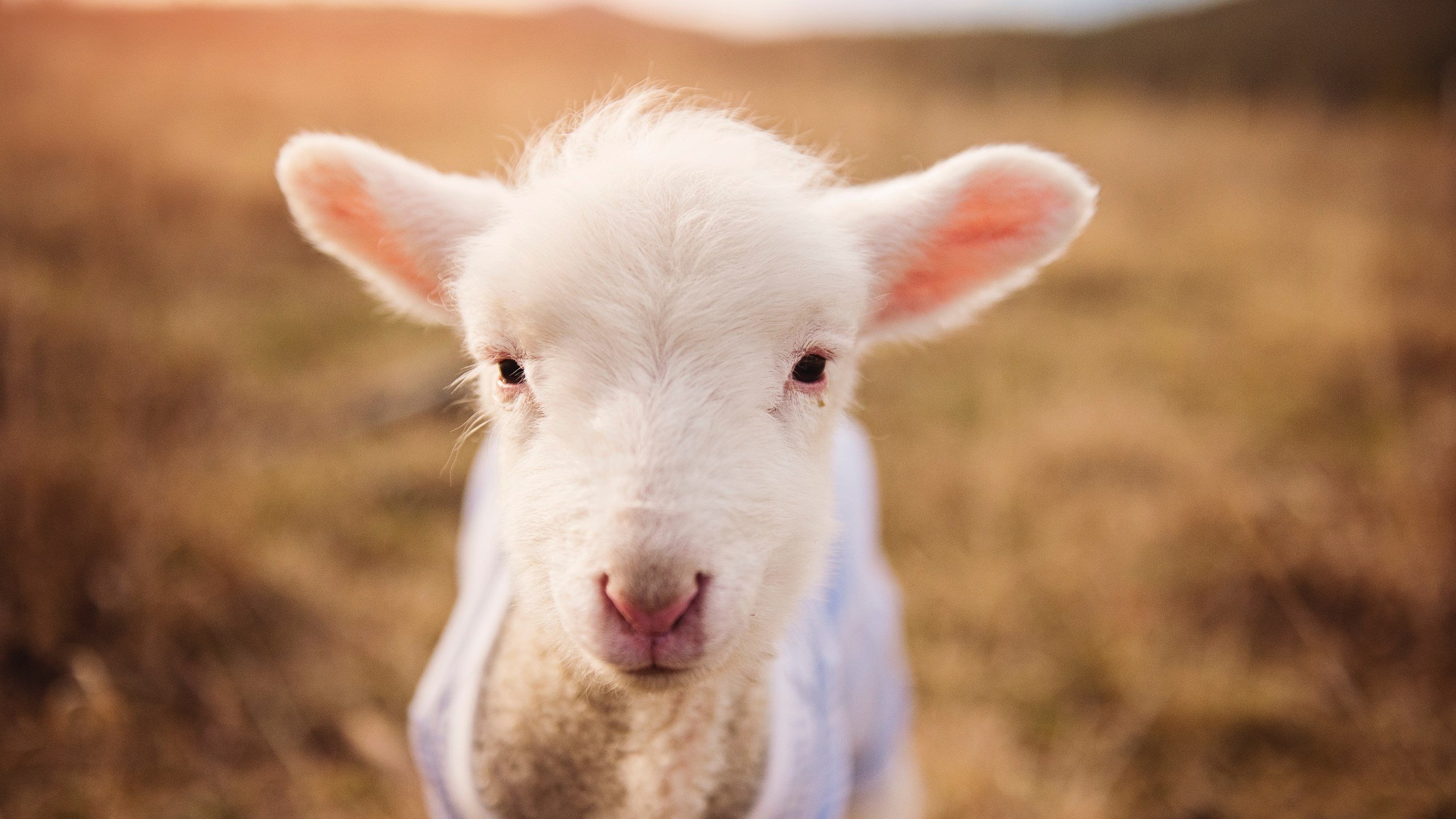 公牛发起“篮球进校园”公益项目,助力青少年成长,公牛篮球队