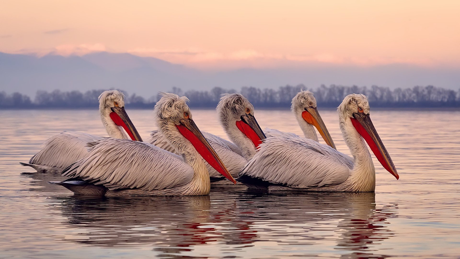 开云体育视频直播-美洲篮球决赛即将上演，谁能问鼎最高荣誉？，美洲篮球比赛