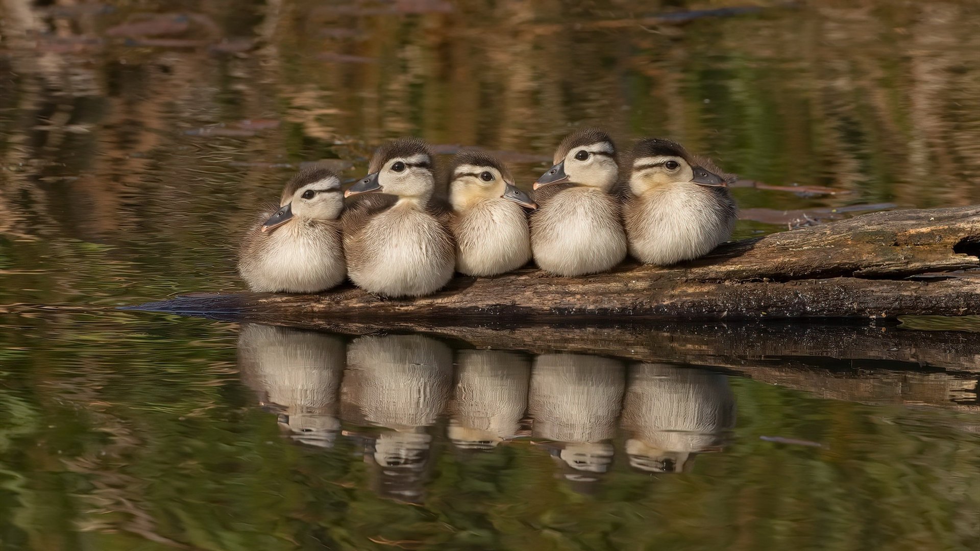 kaiyun-英格兰队欧预赛比赛获胜，成功晋级下一轮，英格兰欧冠比赛