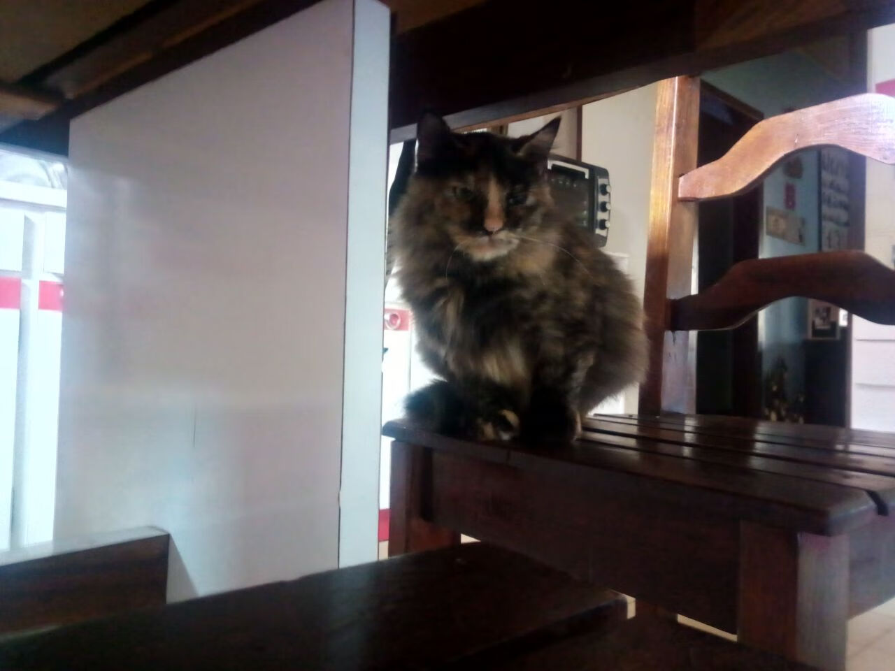 kaiyun体育app-阿根廷足协庆祝夺冠盛况空前，阿根廷 足球