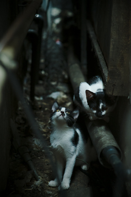 Kaiyun(中国)开云-中国足球青训是否缺乏系统支持，中国足球青训的现状