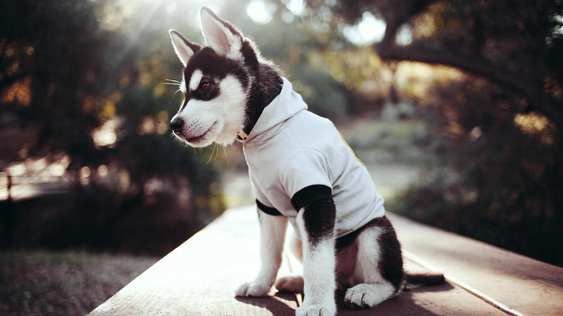 开云下载-亚冠联赛中国青年队迎战 球员状态良好，亚冠青训