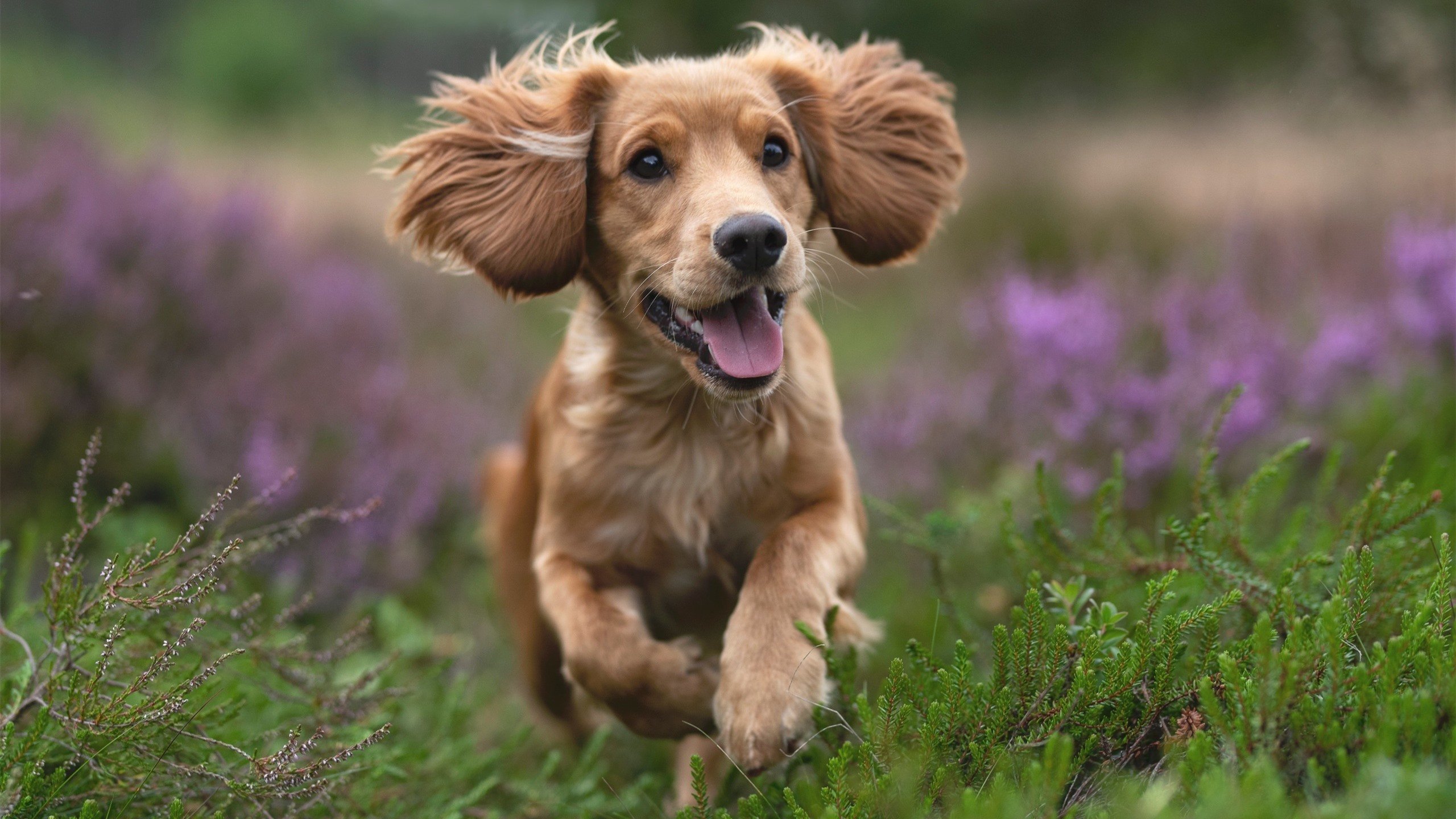 开云体育视频直播-马克西姆·格鲁塞赛后谈训练心得，格鲁马克4
